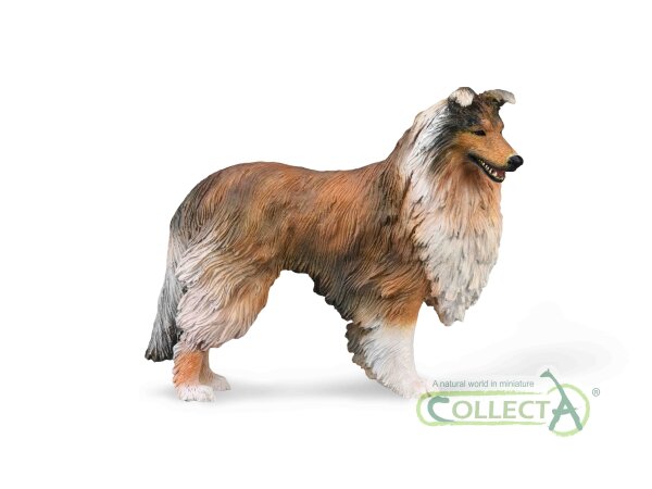 RAUER COLLIE (L)