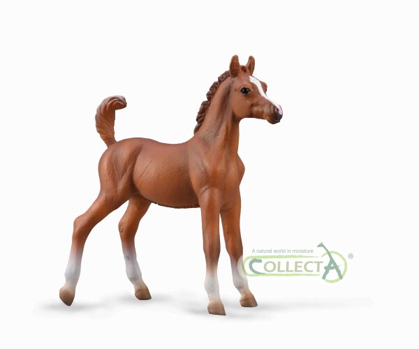 ARABER FOHLEN - KASTANIENFARBE (M)