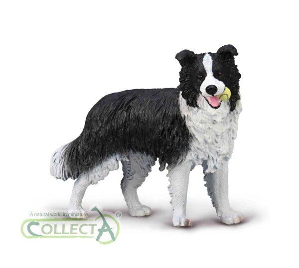 BORDER COLLIE (L)