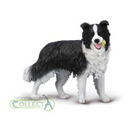 BORDER COLLIE (L)
