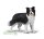 BORDER COLLIE (L)