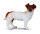 JACK RUSSEL TERRIER (S)