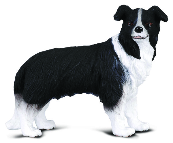 * BORDER COLLIE (M)
