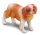 CAVALIER KING CHARLES SPANIEL (M)