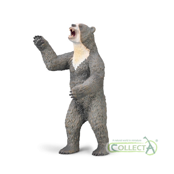 RIESEN-KURZNASENBÄR (Deluxe)