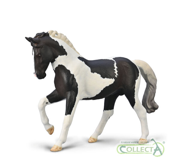 WARMBLUTHENGST - BLACK TOBIANO  (XL)