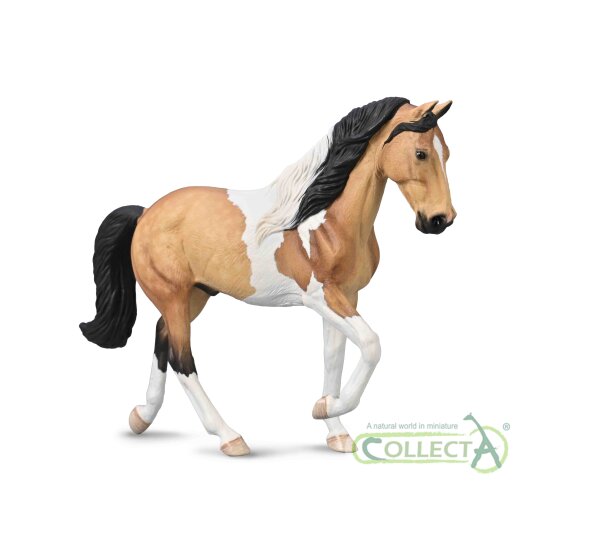 TENNESSEE WALKING HORSE HENGST -  BUCKSKIN TOBIANO  (XL)