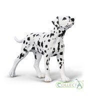 DALMATINER (M)