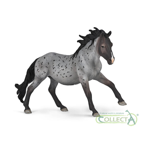 Nokota Hengst Blauschimmel (XL)