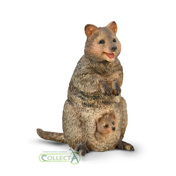 Quokka mit Joey (M)