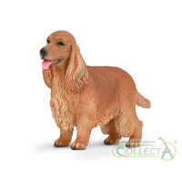 Englischer Cocker Spaniel (M)