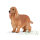Englischer Cocker Spaniel (M)