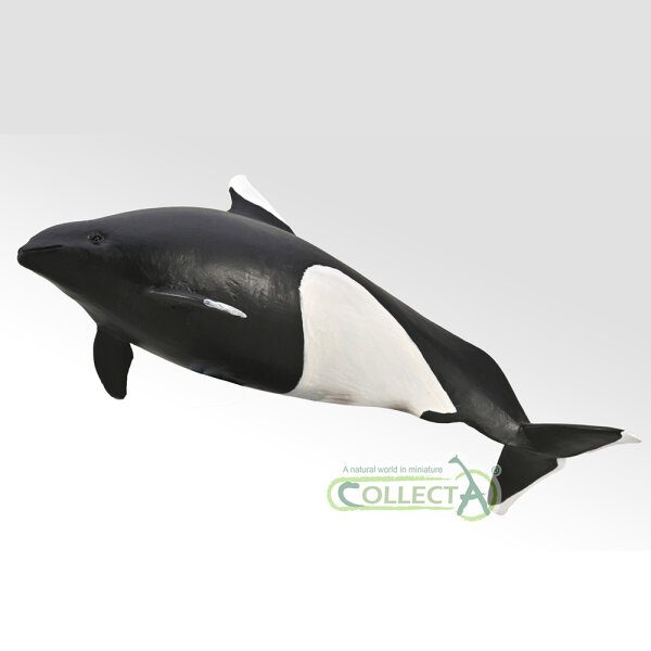 Dall-Schweinswal (M)