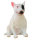 * BULLTERRIER HÜNDIN (M)