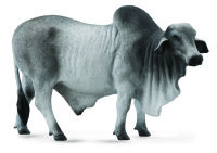 BRAHMAN STIER ZEBU (L)
