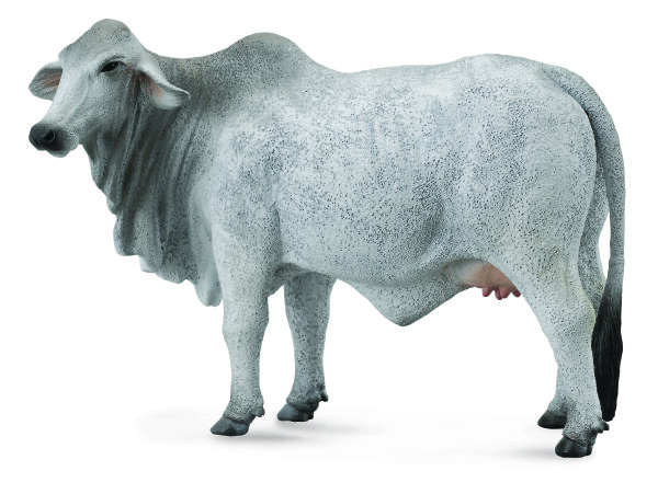 BRAHMAN KUH ZEBU (L)