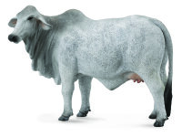 BRAHMAN KUH ZEBU (L)