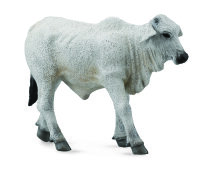 BRAHMAN KÄLBCHEN ZEBU (S)