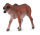 ROTES BRAHMAN KÄLBCHEN (S)