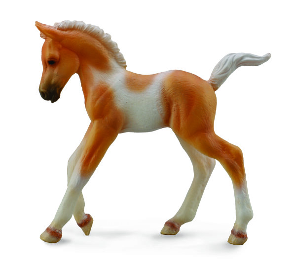 PINTO FOAL WALKING -PALOMINO