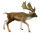 DAMMHIRSCH (L)