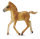 * HAFLINGER FOHLEN - GEHEND (M)