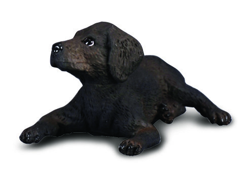 LABRADOR RETRIEVER - WELPE (S)
