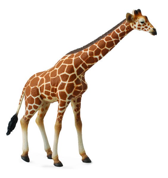 RETICULATED GIRAFFE