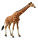 RETICULATED GIRAFFE