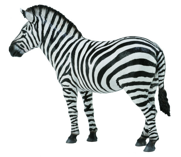 STEPPENZEBRA (L)