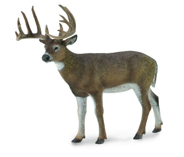 WHITE-TAILED DEER
