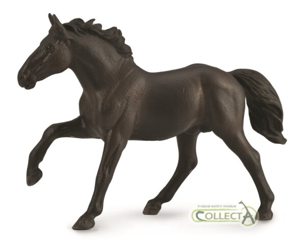 NONIUS HENGST - UNGARISCHES WARMBLUT  (XL)