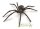 BLACK WIDOW SPIDER
