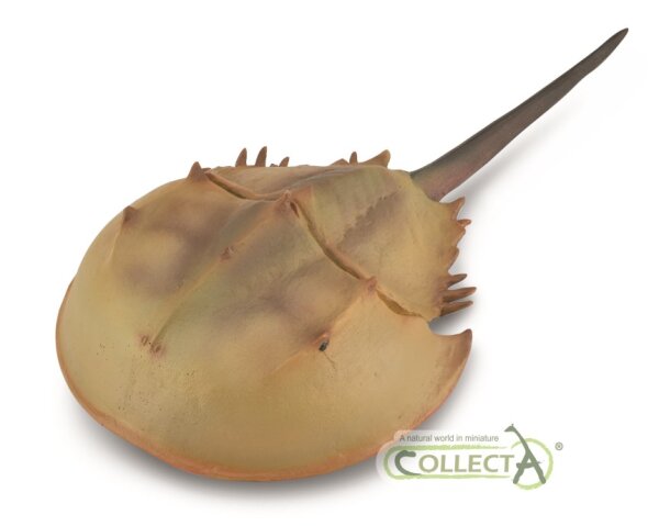HORSESHOE CRAB