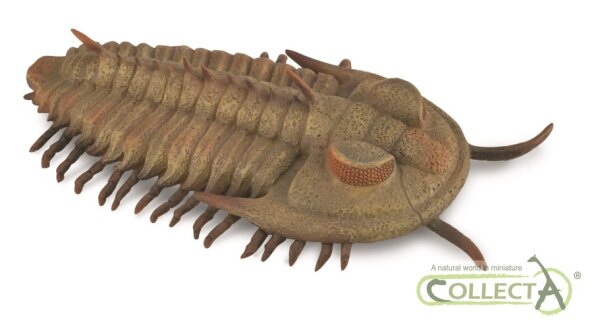 REDLICHIA REX TRILOBITE
