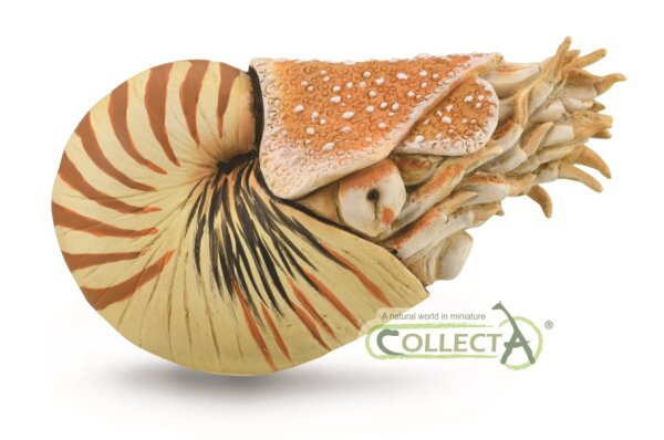 NAUTILUS POMPILIUS