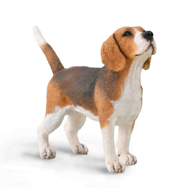 BEAGLE (M)