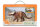 TRICERATOPS HORRIDUS - DELUXE WINDOW BOX (88950)